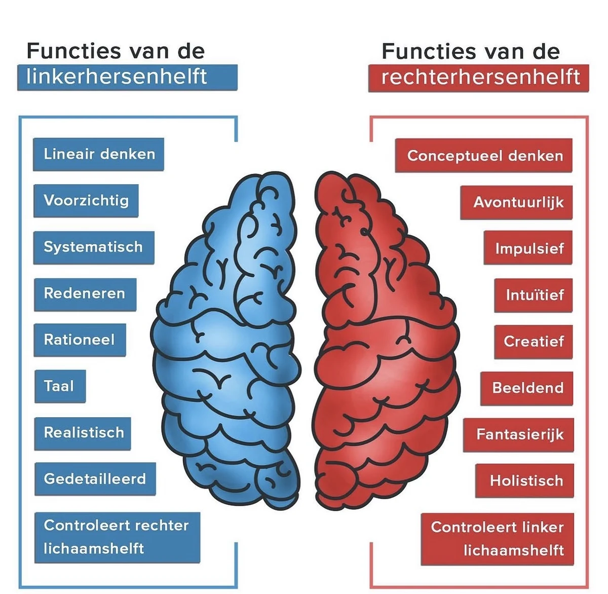 Illustratie die eigenschappen verdeelt over de linker- en rechterhersenhelft