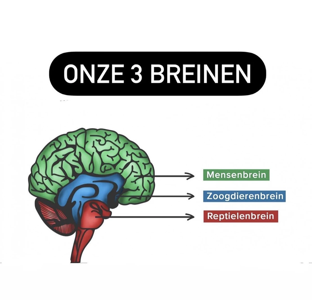 Illustratie van het veelgebruikte model met mensenbrein, zoogdierenbrein en reptielenbrein